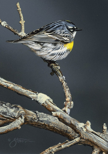 Myrtle Warbler by
Scot Storm