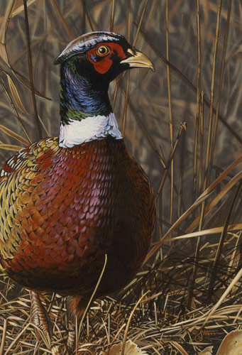 Pheasant - wildlife painting by Scot Storm