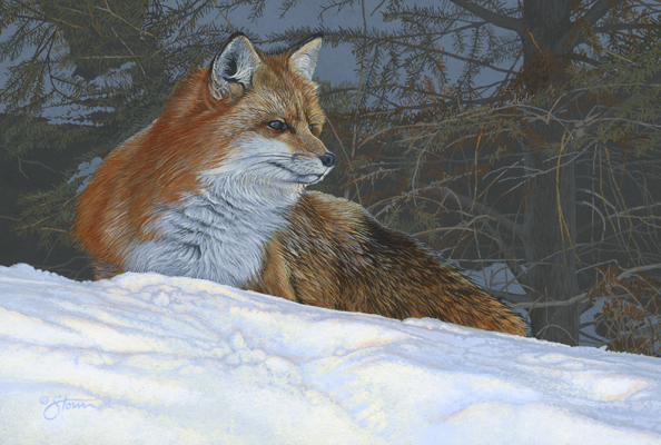 Red Fox - Wildlife painting by Scot Storm