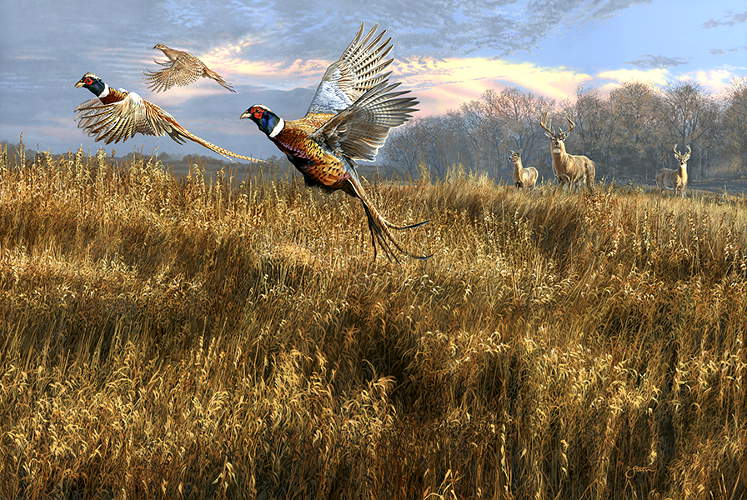 Royal Flush � Pheasants - Wildlife painting by Scot Storm