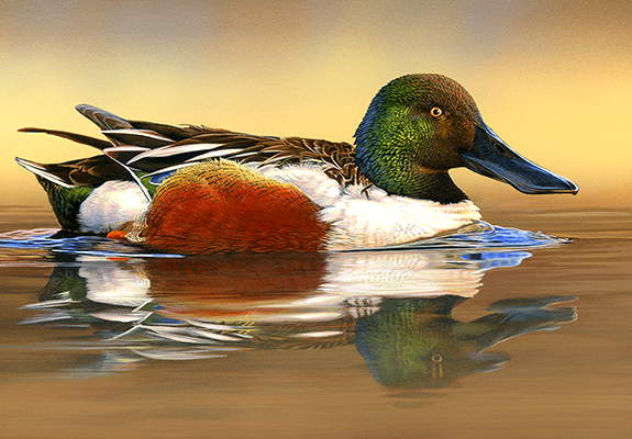 Shoveler Drake - Wildlife painting by Scot  Storm