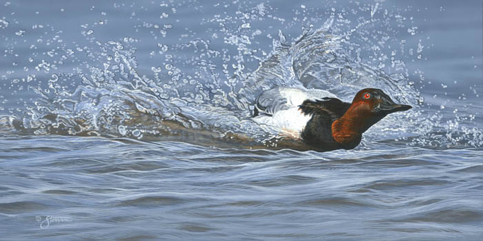 Splash Down - wildlife painting by Scot Storm