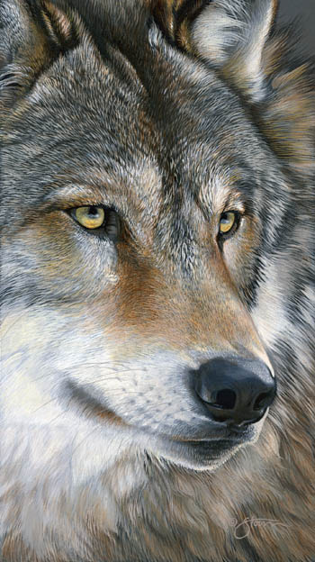 Up Close - wolf - wildlife painting by Scot Storm