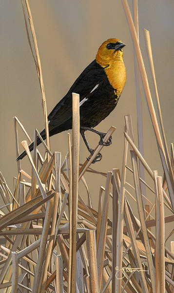 Yellow-headed Blackbird - Wildlife painting by Scot Storm