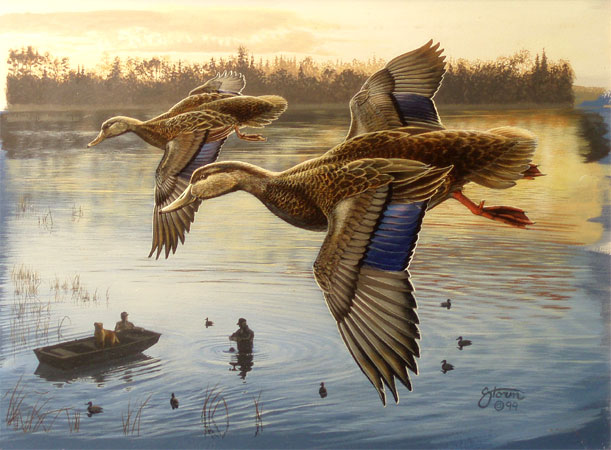 Early Black Duck by Scot
Storm