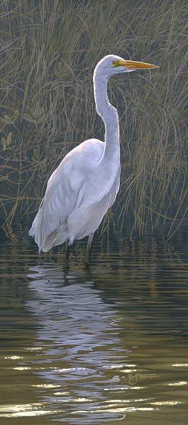 Great Egret - Wildlife painting by Scot Storm