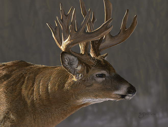 Whitetail Buck - Wildlife painting by Scot  Storm