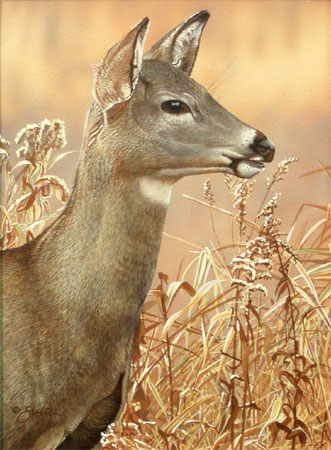 Whitetail Doe by Scot
Storm