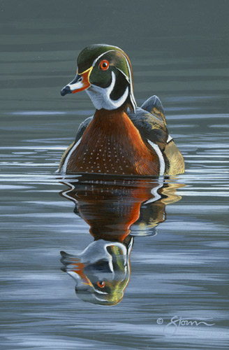 Wood Duck Study III
by Scot Storm