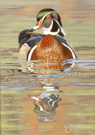 Wood Duck Study IV
by Scot Storm