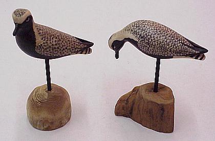 Black-Bellied Plovers