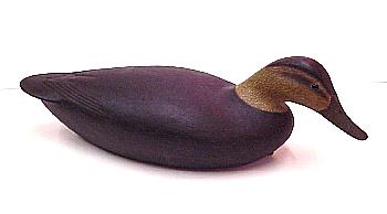Black Duck