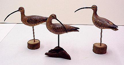 Curlew