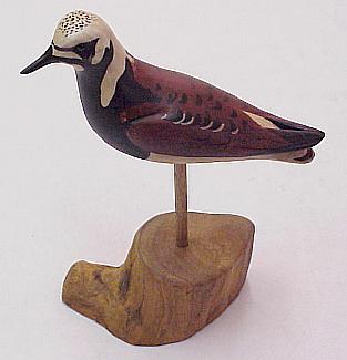 Ruddy Turnstone