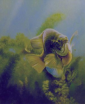 BLUEGILL AND CRAPPIE DUELING PANFISH by Larry Tople ~ 030105_010