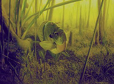 BLUEGILL - PROTECTING THE BED by Larry Tople ~ 030105_018