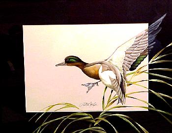 GREEN WING TEAL by Art Lamay ~ 031005_059