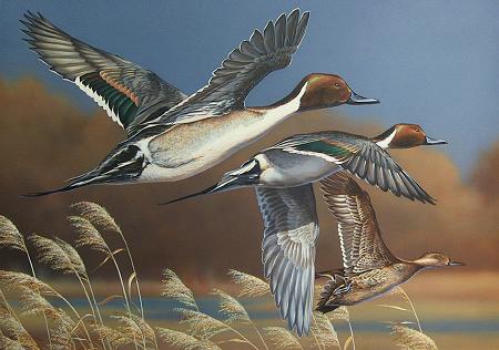 PINTAIL TRIO by Scott Storm ~ 051002_008