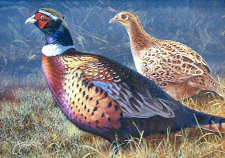 PHEASANTS by Scott Storm ~ 051002_009