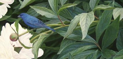 BLUES AND BLOOMS by Darin Miller ~ 070211_010
