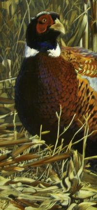 PHEASANT by Scott Storm ~ 070211_022