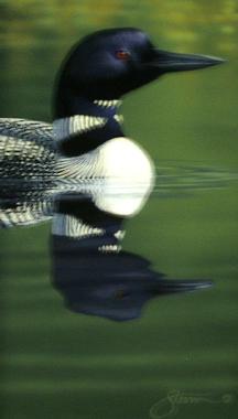 LOON by Scott Storm ~ 070211_023