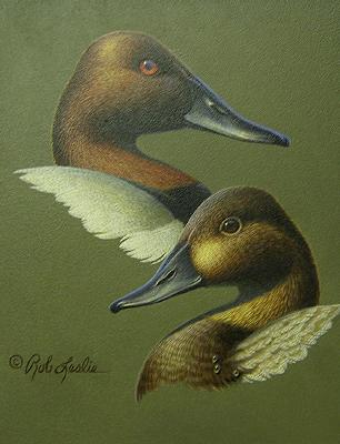 CANVASBACK HEAD STUDY by Rob Leslie ~ 070211_036