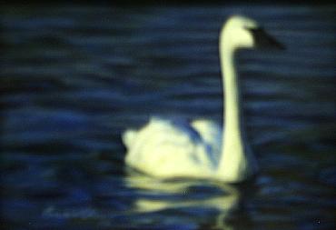 TRUMPETER SWAN by Bonnie Latham ~ 070211_044