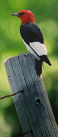 RED-HEADED WOODPECKER by Darin Miller ~ 070826_011