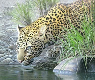 LEOPARD LIBATION by T.J. Lick ~ 070826_045