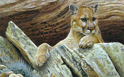 RED ROCK COUGAR by T.J. Lick ~ 070826_046