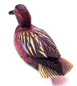 Cinnamon Teal Drake - rear view