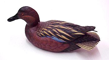 Cinnamon Teal Drake - side view