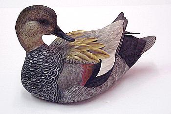 Drake Gadwall