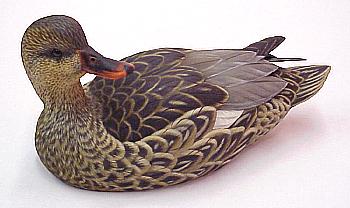 Gadwall Hen