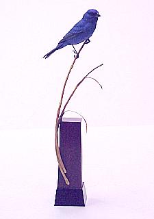 Indingo Bunting by Greg Pedersen