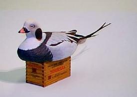 Drake old Squaw - front view