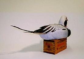 Drake Old Squaw - rear view