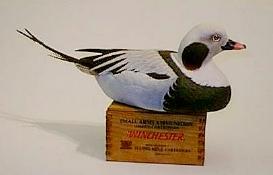 Drake old Squaw - right side view