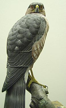 Sharp-Shinned Hawk Side View