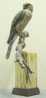 Sharp-Shinned Hawk Full View