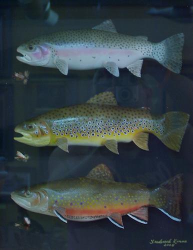 Three Trout