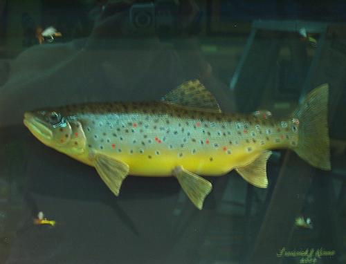 Brown Trout
