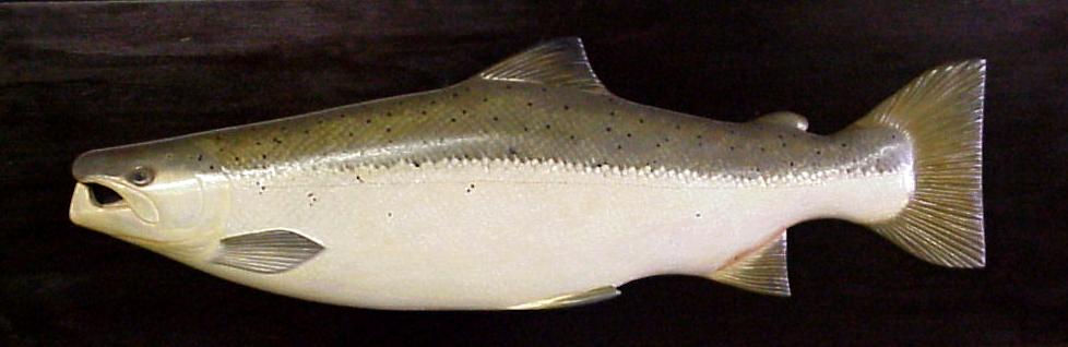 Atlantic Salmon