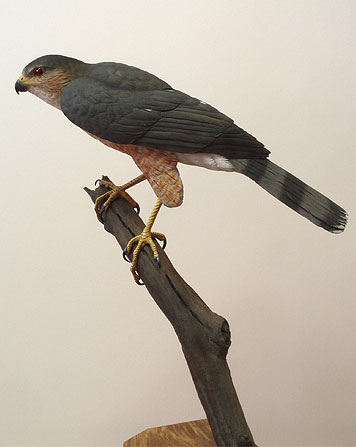 Lifesize Male Sharpshin carving by Al Jordan