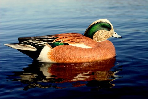 Drake Widgeon - by Ben Heinemann