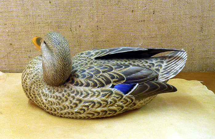 Hen Mallard - carving by Ben Heinemann