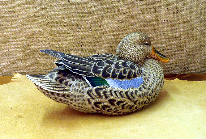 Hen Shovelerl - carving by Ben Heinemann