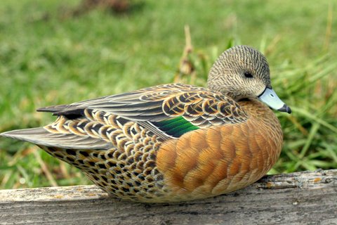 Hen Widgeon - by Ben Heinemann