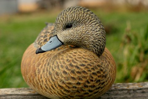 Hen Widgeon - by Ben Heinemann